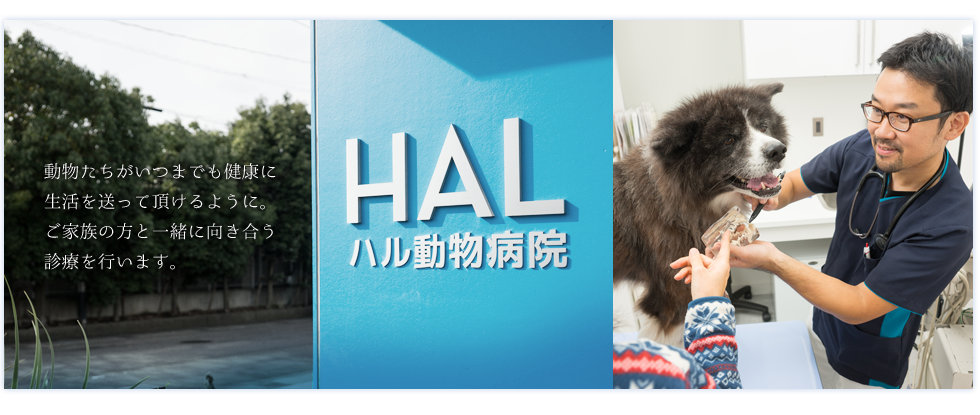 初めての方へ｜静岡県葵区の動物病院 ハル動物病院